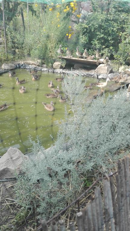 Farm Stay Lackovic Bilje Luaran gambar